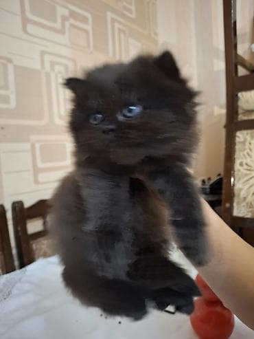 shotland pişik: Fars, Dişi, Ünvandan götürmə — 2