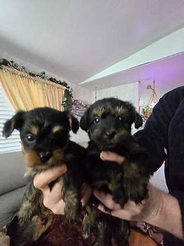 dalmatin iti: Miniatür balaca it balaları - Cins: Kiçik ölçülü dekorativ tip — 4