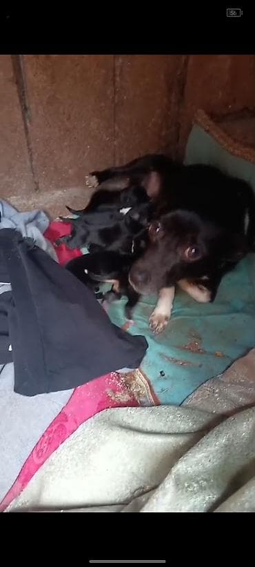 xacmaz heyvan bazari: Zvanok it balaları — 10