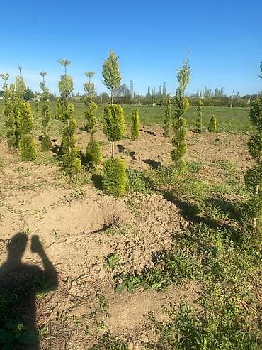 polad ağacı: Topiar – spiral formalı həmişəyaşıl iynəyarpaq kolları - Növ — 3