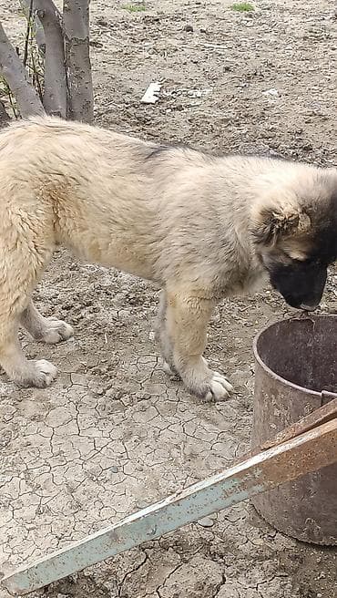 it qovan cihaz: Kanqal — 10