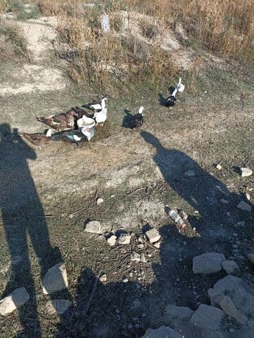 heyvan bazari inekler: Самка, | Lal ordek, Для разведения — 1