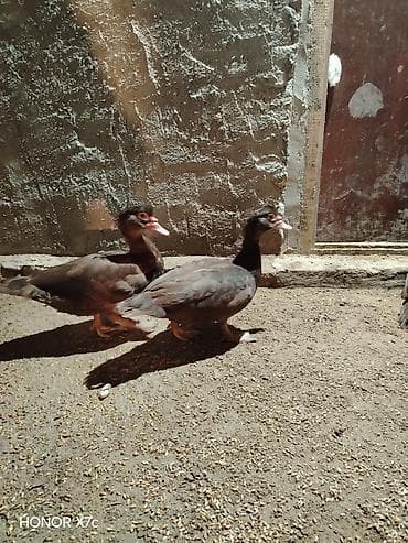 kənd colpaları: Lal ordek təxmini 4 ayliqdilar 1 erkey 2 disi damazlıq üçün saxlaya — 5