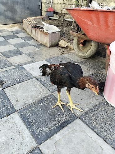dana adları: Xoruz, Heyratı, il: 4, Ünvandan götürmə — 4