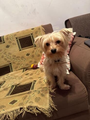 it az: Yorkşir teryer — 1