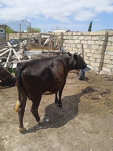 kreditle inekler: Salam yaxşı kök Qısır ətliy inəy satılır təmiz əti 130 kilo var — 2