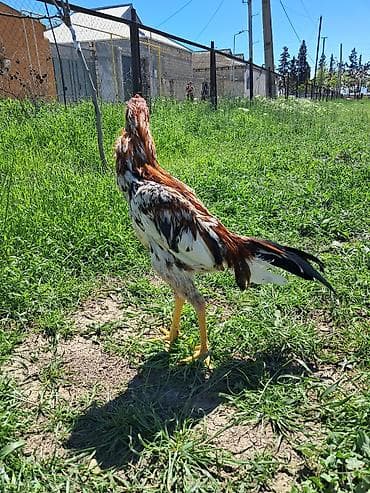 sotland pisik satisi: Sahibləndirilir — 10