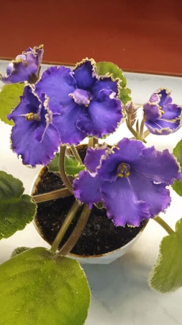 Цветущие сортовые фиалки.По 8м