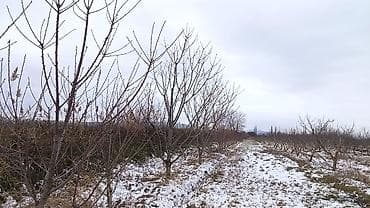 zigda torpaq: Kənd təsərrüfatı — 2