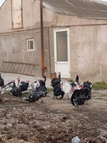 Atlar: Məhsul: Hinduşka (qara və ala rəngli sürü) Təsvir: - Həyət şəraitində — 5