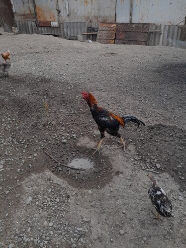 pişik şəkilləri: Məhsul: Xoruz (yerli döyüş/əsilzadı tipli) Təsvir: - Uzun bədənli — 7