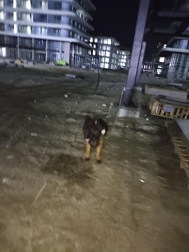 alman coban iti: Alman çoban iti, 1 il, Erkek, Sənədli, Ünvandan götürmə, Pulsuz çatdırılma, Ödənişli çatdırılma — 6