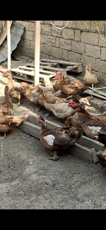 ordek satisi: Krasnadar və lavanta sortu lal ördəy yumurtaları Tam mayalı və iri — 4