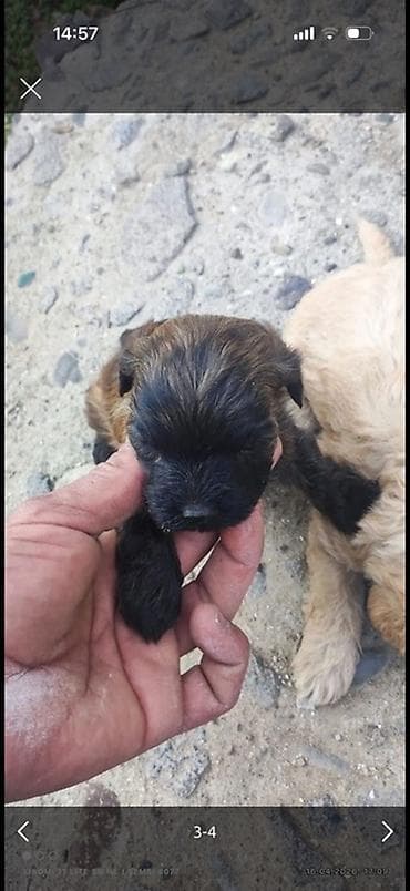 ov iti satanlar: Peyvəndli — 2