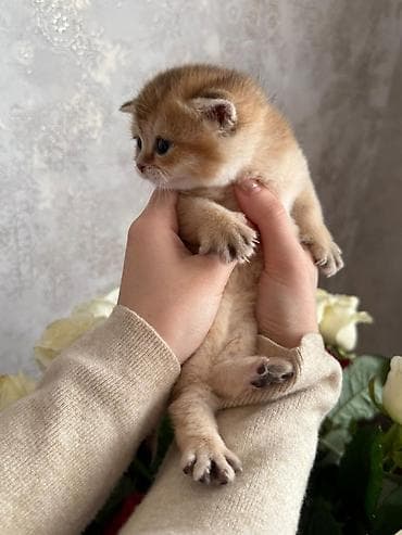 britan pişikləri: Britan — 3