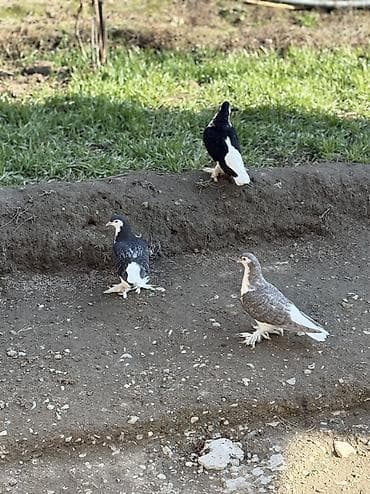 qoyun satisi: Dekorativ goyercinler delfinler 3 dene delfin satilir Ciddi alicilar — 1