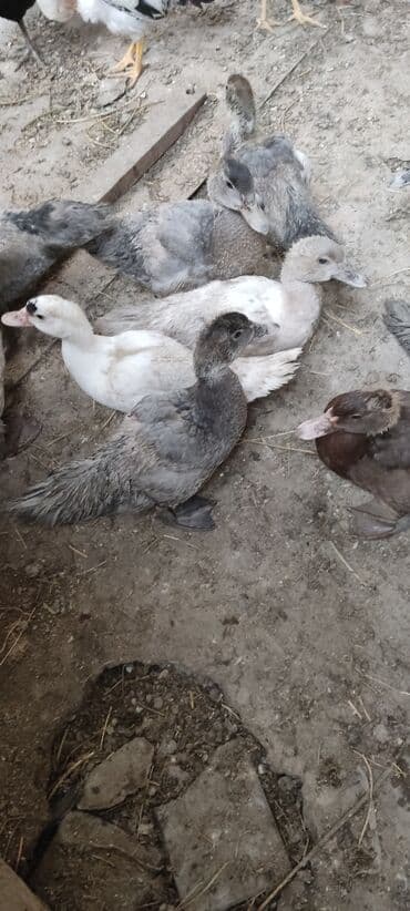 zumrud ordək: Ördək balaları - Növ: Muskoviy/mullard tipli ördək balaları - Rəng — 3