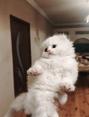 sort pişik: Şotland — 3