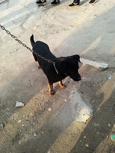 it qiz: Zıvanok erkek heyet iti — 2