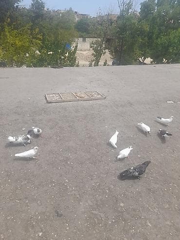 goyercin berde: 9 eded qusdu 5 aznnnen top sekilde satilir saglam quslardi — 2