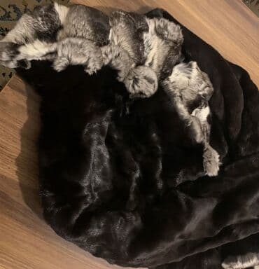 türk istehsalı olan qadın şubaları: Kürk, Milano, S, rəng - Qara — 13