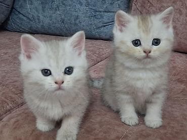 Птицы: Золотая шиншилла, Самка, В добрые руки, Самовывоз, Платная доставка — 5