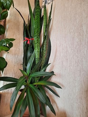 Растения: Otaq bitkisi kombosu: Sanseviera (Qayın dili) və Drasena ruzulu güldü — 1