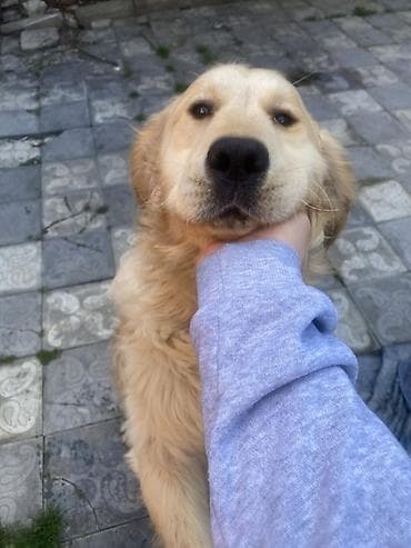 lalafo ev heyvanlari: Retriever, 2 il, Erkek, Peyvəndli, Pulsuz çatdırılma — 1