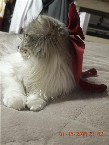 pulcuqlu heyvanlar: Yaxşı əllərə — 1