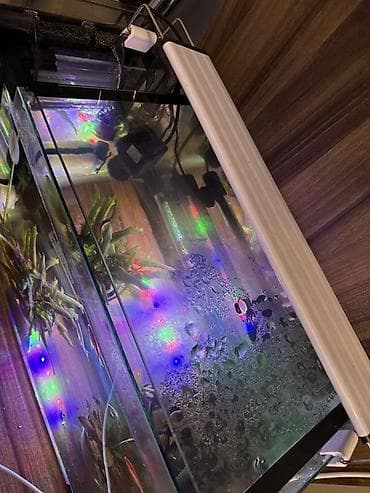 Dördbucaq akvarium, Balıqlarla birlikdə, 35 l, Ünvandan götürmə lalafo.az -da Dördbucaq akvarium, Balıqlarla birlikdə, 35 l, Ünvandan götürmə