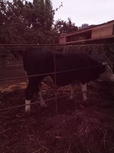 it adları erkek: Satlıq erkək mal-qara (buğa)

230 kiloya yaxin əti var — 2