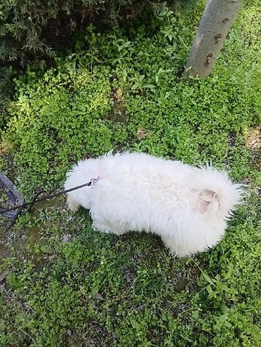 itlerin alqi satqisi: Erkey pudel,maltes axtarılır cütlesdirmey üçün — 2