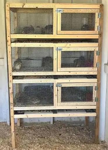 sultan quşu: Bildirçin saxlamaq istəyənlər üçün əla fürsət! Səliqəli və dözümlü — 3