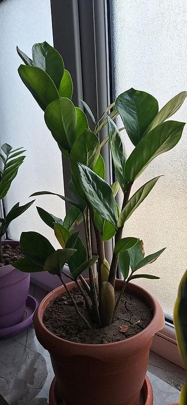 dollar gulu: Zamioculcas zamiifolia (ZZ bitkisi) – otaq üçün dekorativ tropik — 3