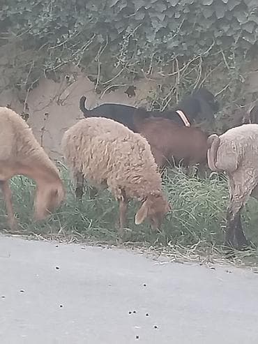 quzular: 1 erkək, 1 dişi 3 aylıq quzular var. Dişinin çəkisi 21kq, erkəyin — 3