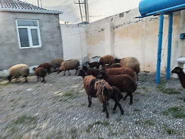 dişi labrador: Dişi, Qala, il: 1, 50 kq, Damazlıq, Ünvandan götürmə — 3