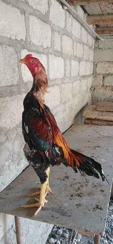 Cücələr: Yungul cekili colpa 2.8 martin 20 si isdesen hazirriyif fesdifalada — 1