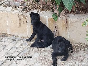 Qara rəngli balaca itlər – enerjili və ayıq - Növ: it balası - Rəng