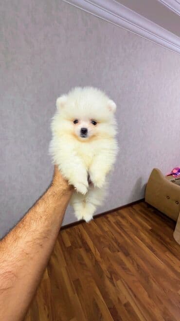 it yuvasi: Şpitz, 2 ay, Erkek — 14