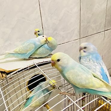 danışan tutuquşu: Məhsul: Dalmatin/seyirçi rəng çalarlarında səmavi-mavi dalğalı — 4