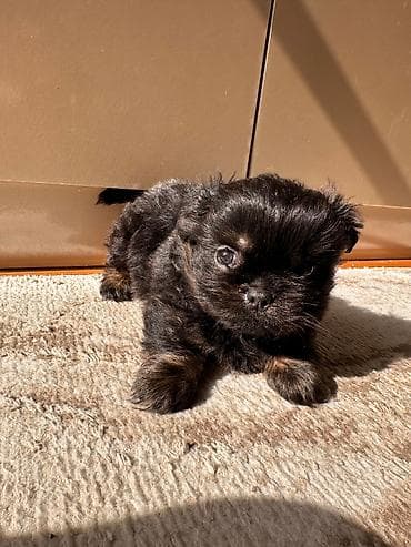 Pekines, 2 ay, Erkek, Peyvəndli, Ünvandan götürmə lalafo.az -da Pekines, 2 ay, Erkek, Peyvəndli, Ünvandan götürmə