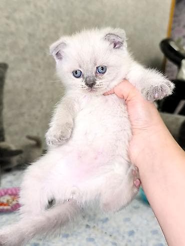 it pişik: Şotland yastı qulaq — 3