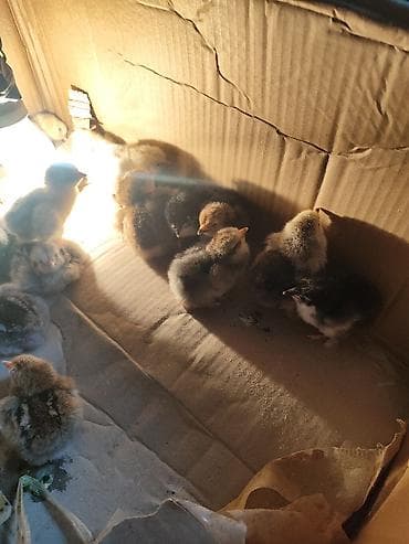 inkubator cucesi: Müxtəlif rənglərdə cücələr. Qəhvəyi, sarı və qarışıq lələk rənglərinə — 3