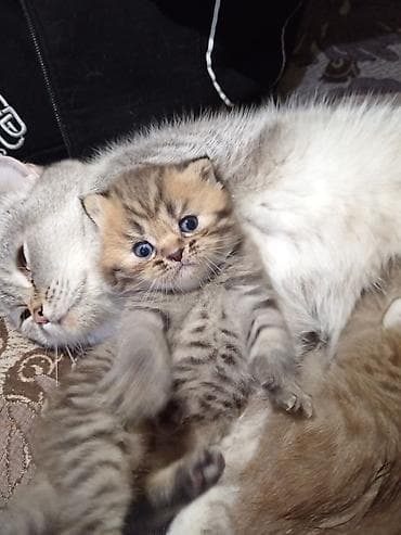 pişik: Britan — 5