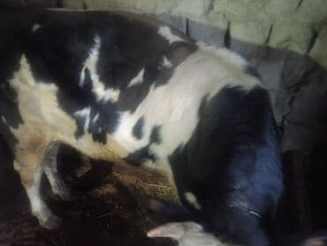 inekler ucar: Satılır: 2 baş cins buğa - Növ: mal-qara (erkək buğa) - Say: 2 baş - — 7