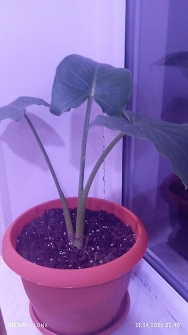 otaq bitkilərinin adları: Böyük, yaşıl yarpaqlı və qalın gövdəli ev bitkisi. Bitki qəhvəyi — 2