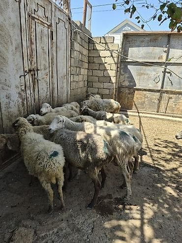dişi quzu: Qoyun sürüsü satılır - Növ: yerli qarabaş/qoyun mixi (ağ və tünd — 6
