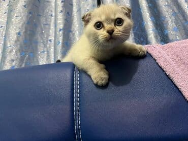 şotlan pişik: Şotland yastı qulaq, Erkək, Dişi, Yaxşı əllərə, Ünvandan götürmə, Pulsuz çatdırılma, Ödənişli çatdırılma — 114