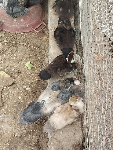 qus iran: Satılır: Muskovi (indoutka) ördəkləri – damazlıq ana ördəklər və — 2