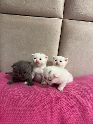 bala keçi: Fars, Erkək, Dişi, Yaxşı əllərə, Ünvandan götürmə, Pulsuz çatdırılma, Ödənişli çatdırılma — 9